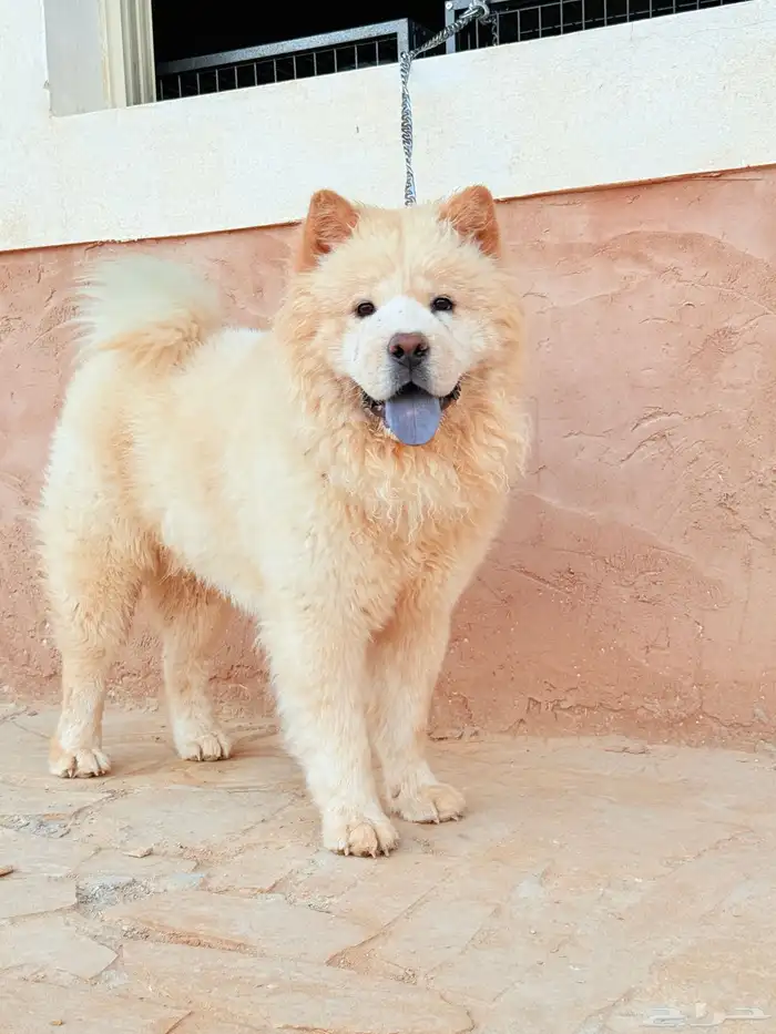 كلب تشاو تشاو 3