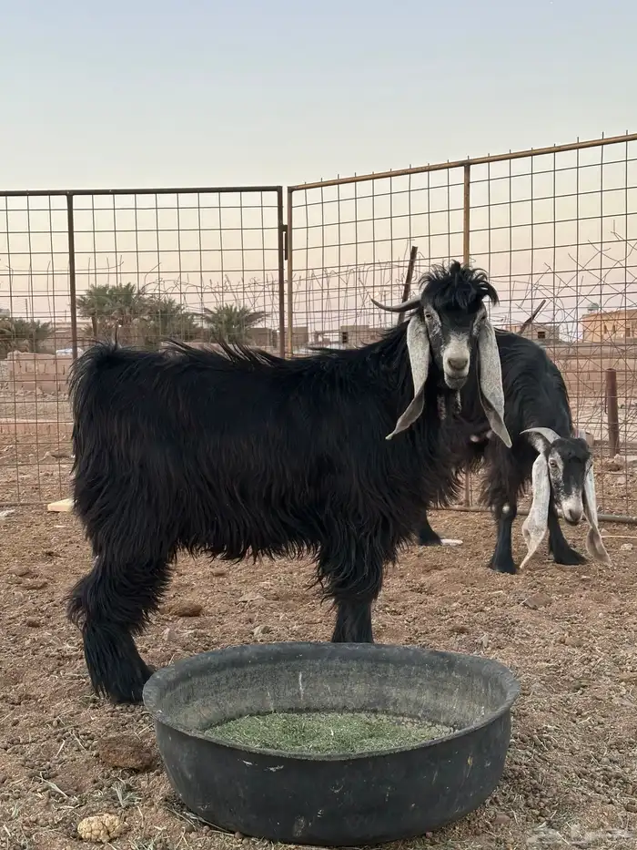 اللبيع تيس جذع فحل 1