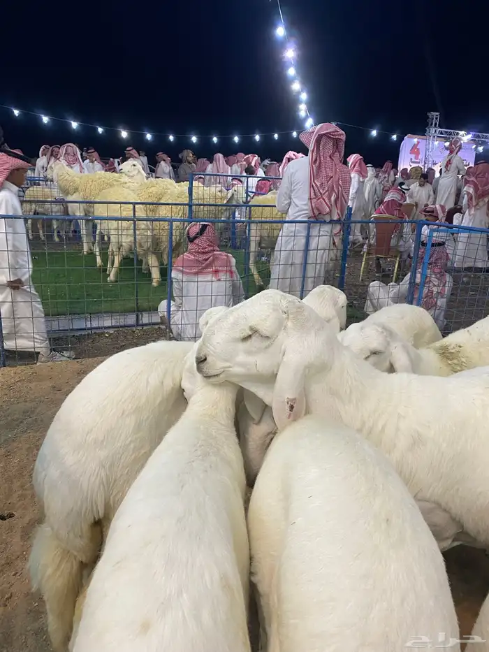 ضان صنف الصنف 3
