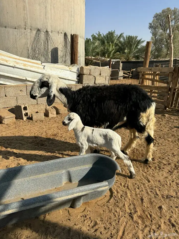 نعجه ولد لها اسبوع معها خروف 1