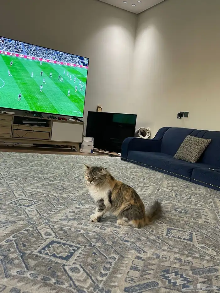 بسه   انثى للبيع 2