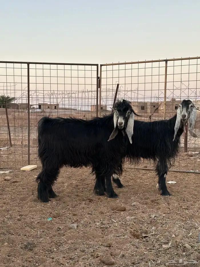 اللبيع تيس جذع فحل 3