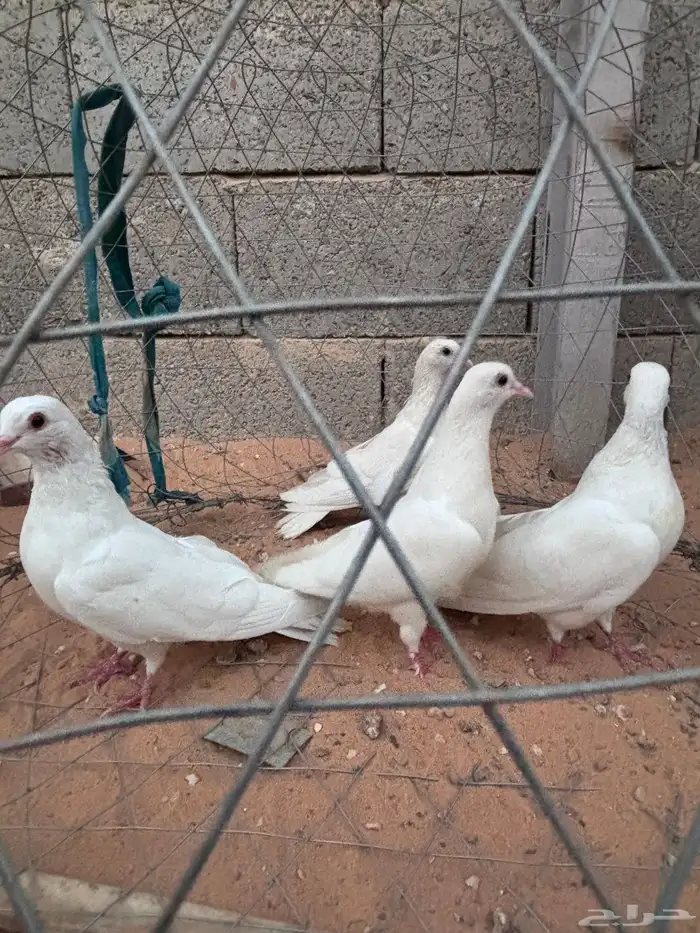 حمام صنعاوي 1