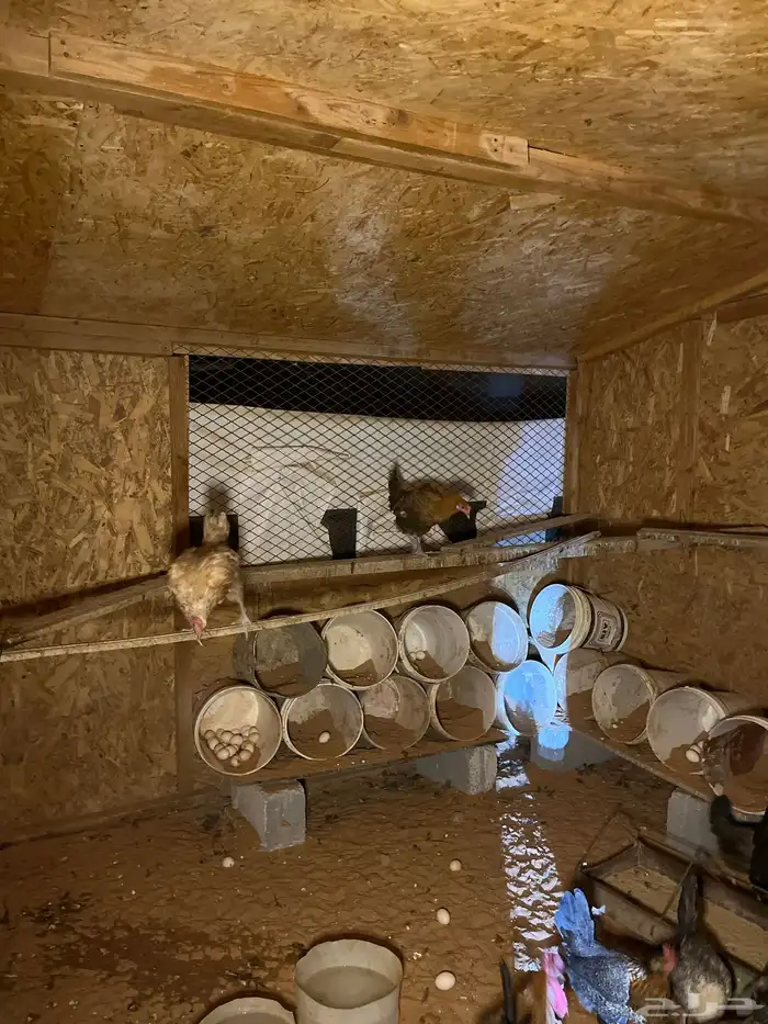 البيع دجاج 1