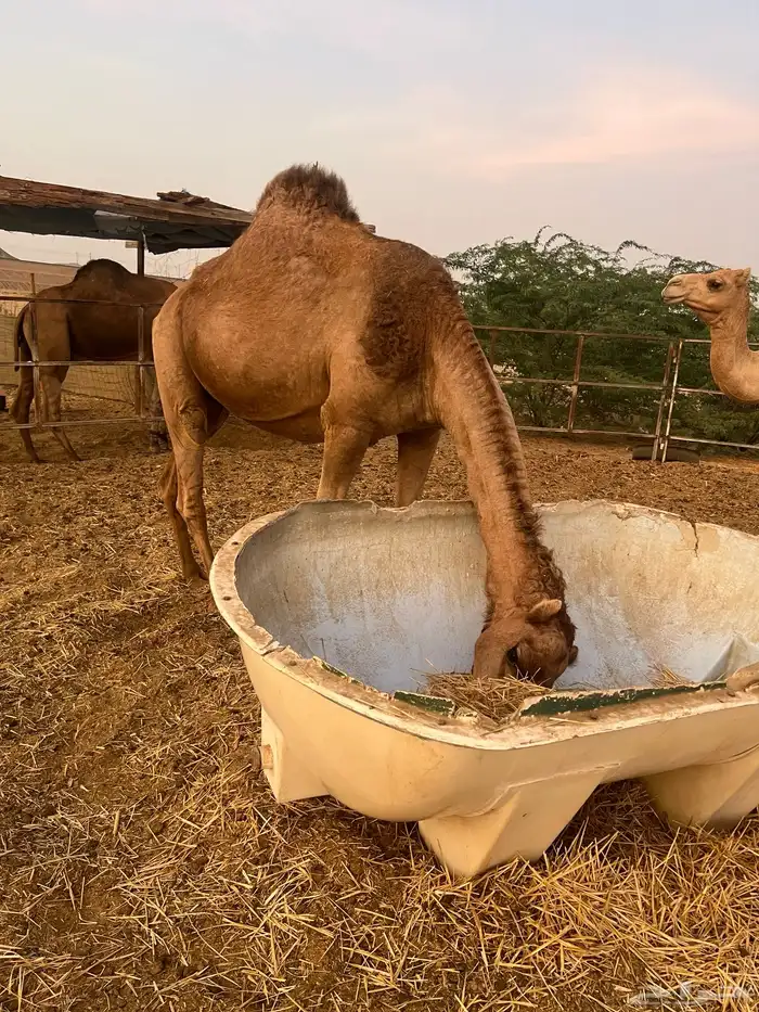 ناقه القحه 8