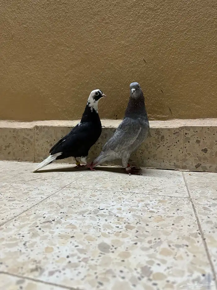 حمام قطيفي 1