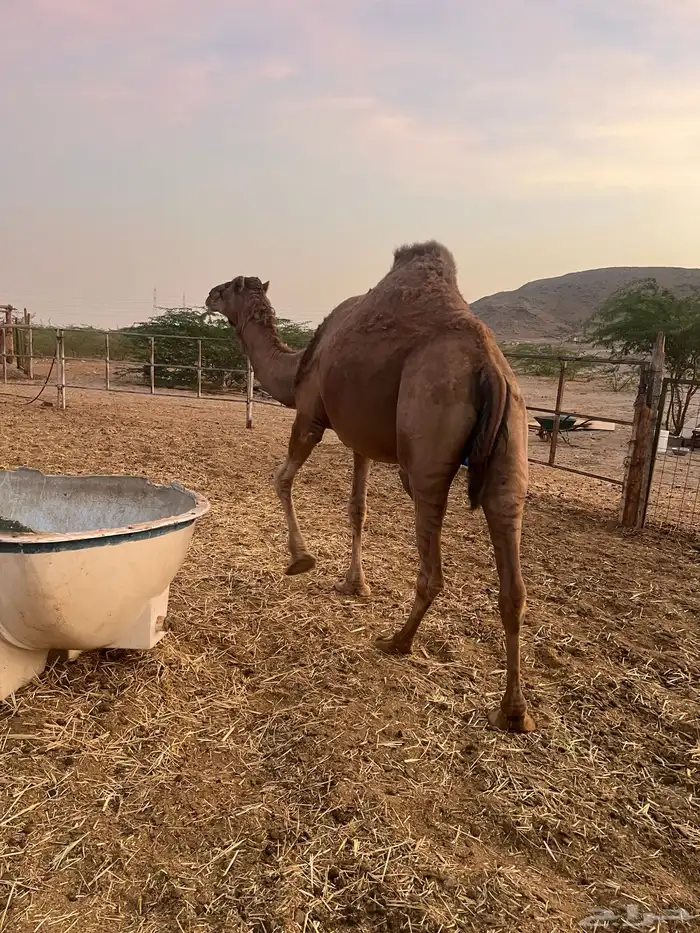 ناقه القحه 5