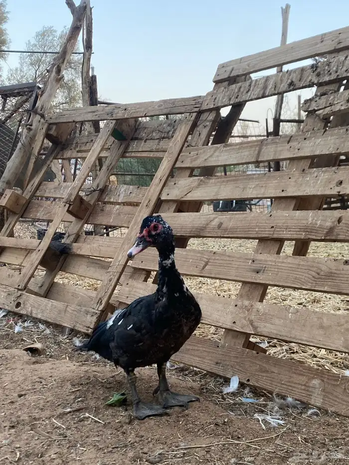 بط مصري للبيع 1