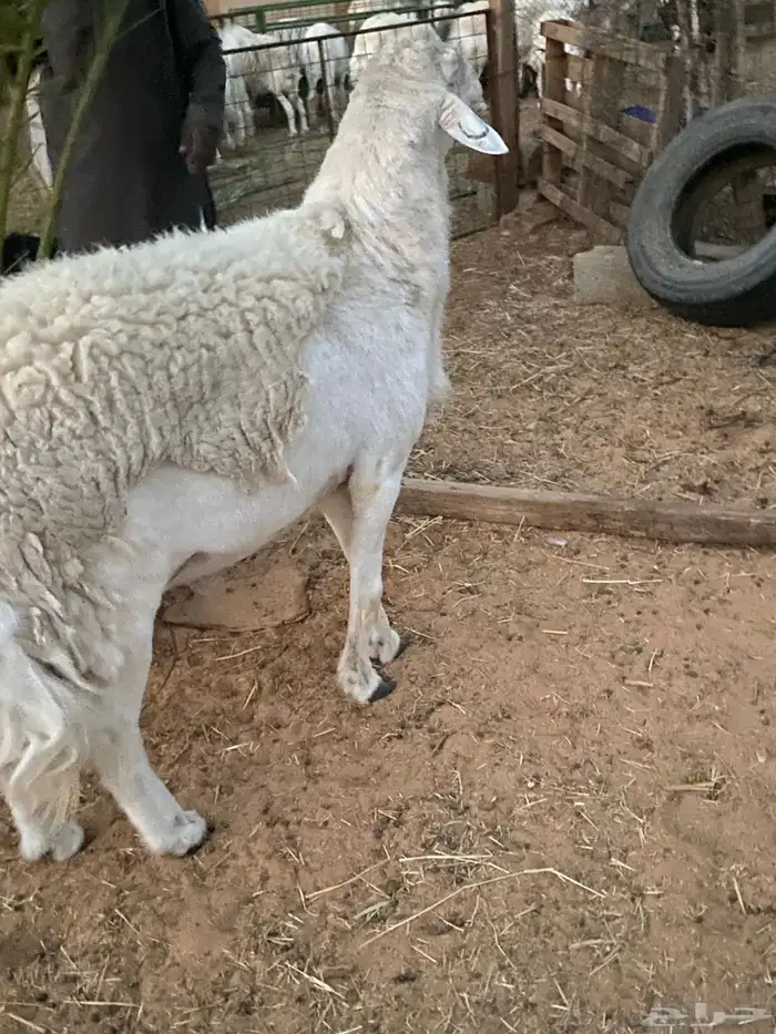 فحل حري فاخر 1