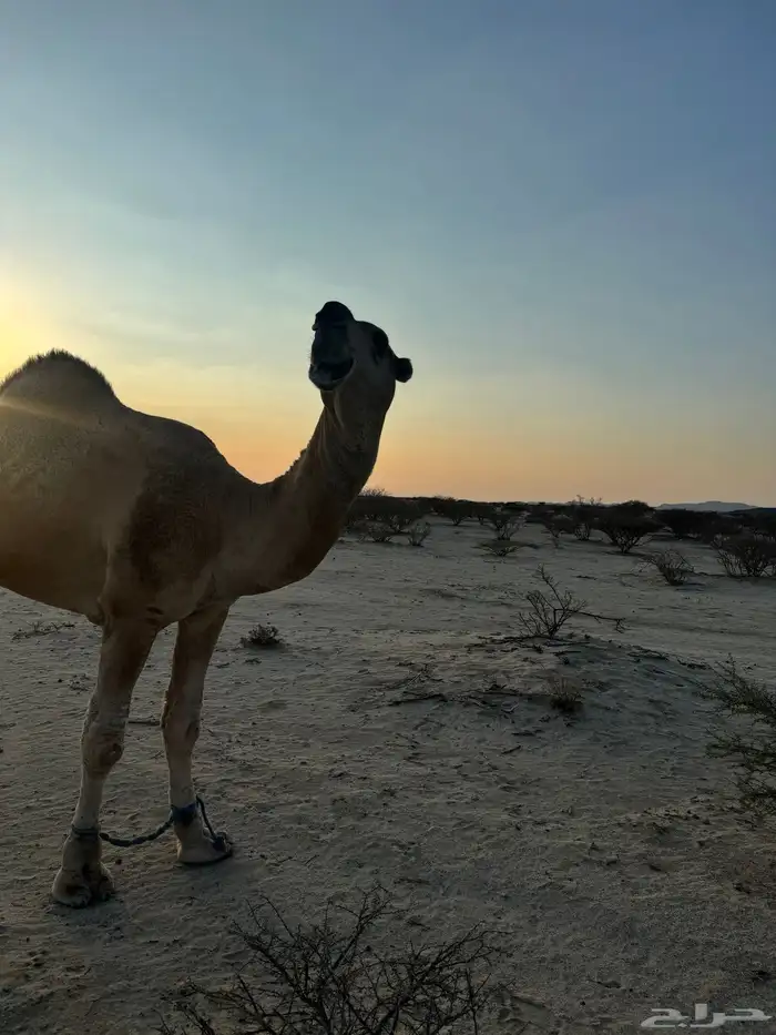 بعير اشقح للبيع 0