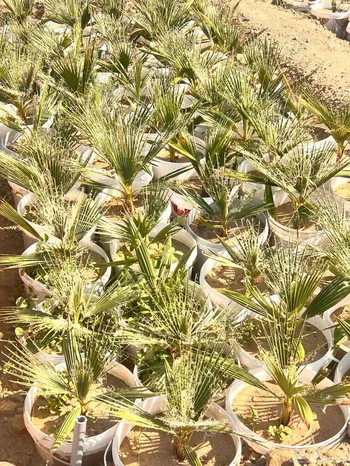 فرصه استثمارية زراعيه ( نخيل واشنطونيا جمله ) 5