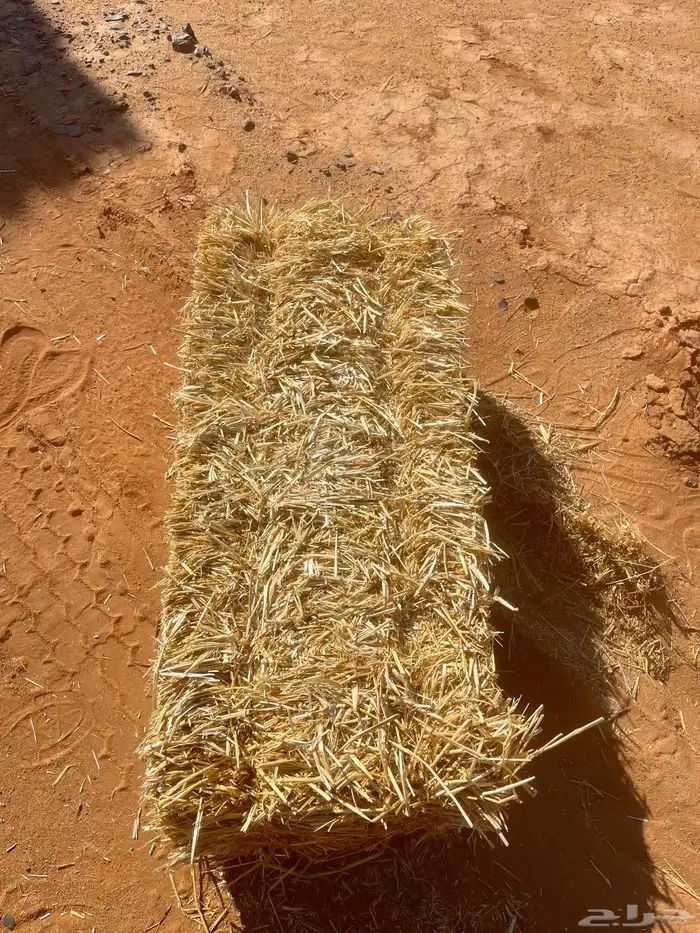 تبن قمح شد شركة 1