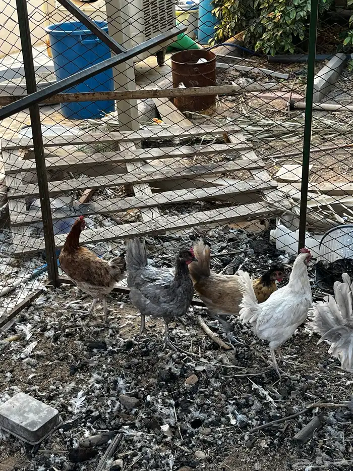 دجاج بلدي 2