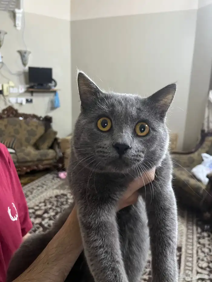 قط بريطاني للبيع ب800 العمر سنه و3 شهور فئ الاحساء 5