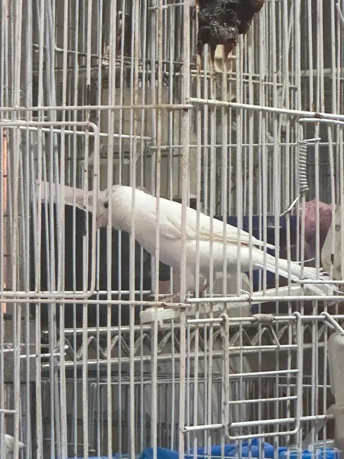 كناري سوري 0