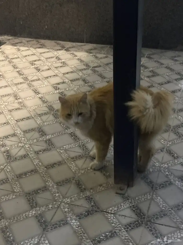 قط منزلي للتبني اتوقع انه ضايع 1