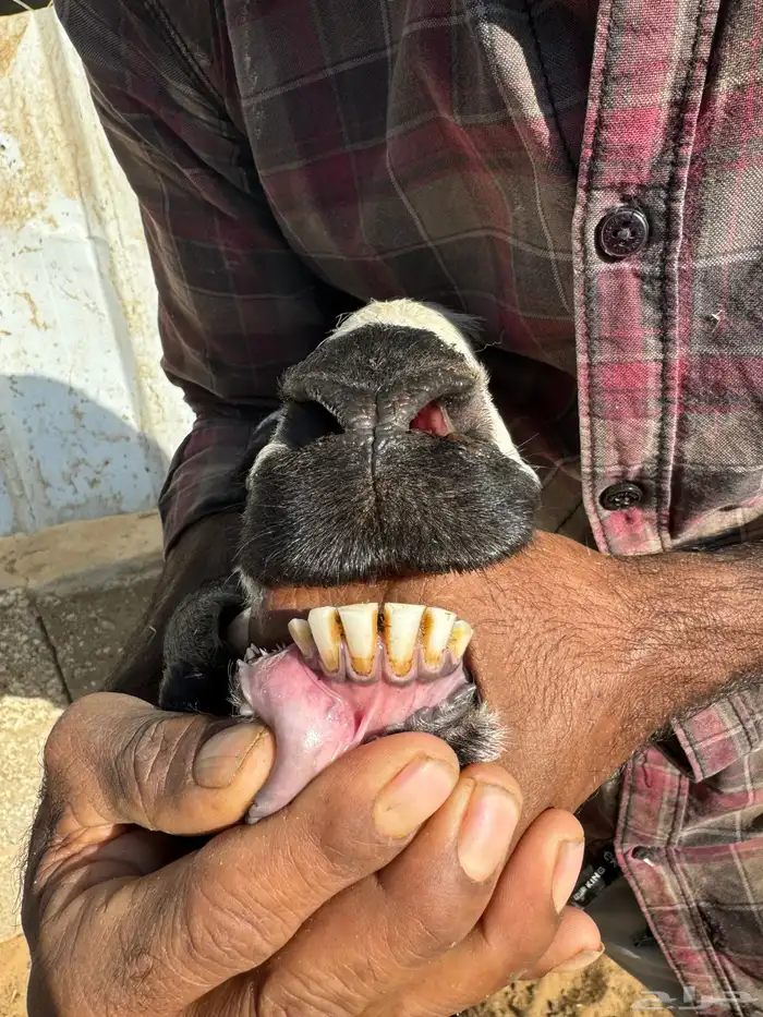 نعجه ولد لها اسبوع معها خروف 3