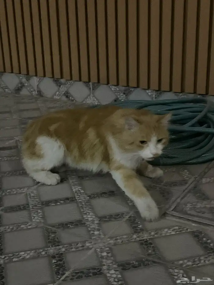 قط منزلي للتبني اتوقع انه ضايع 0