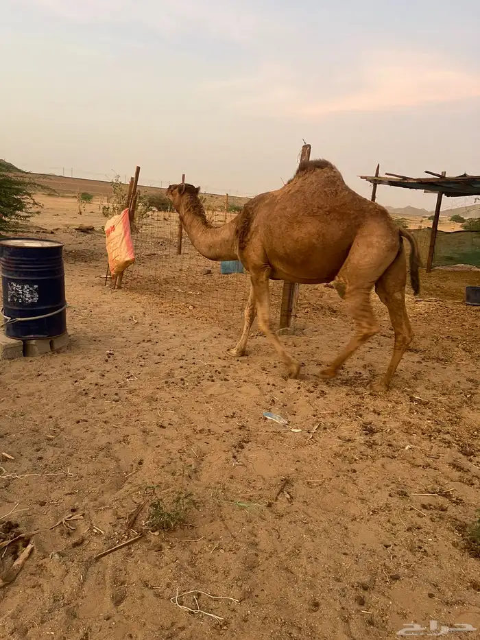 ناقه القحه 9
