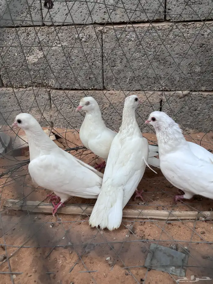 حمام صنعاوي 0