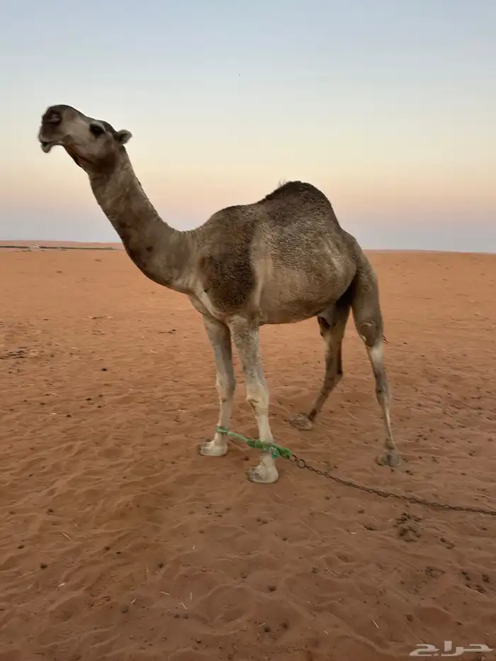 قعود هدب للبيع 4
