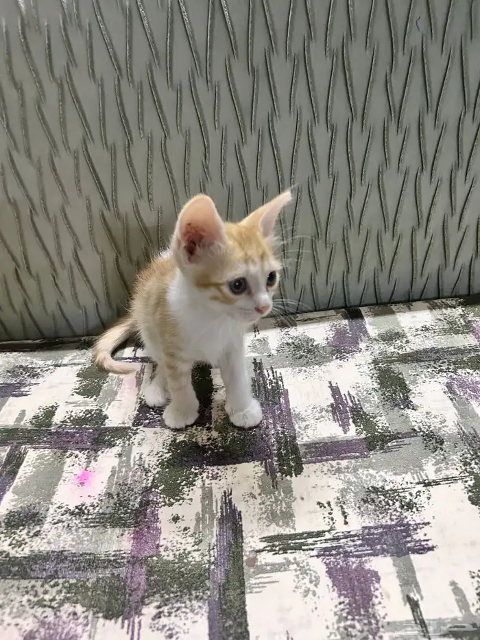 قطط صغيره لتبني 3