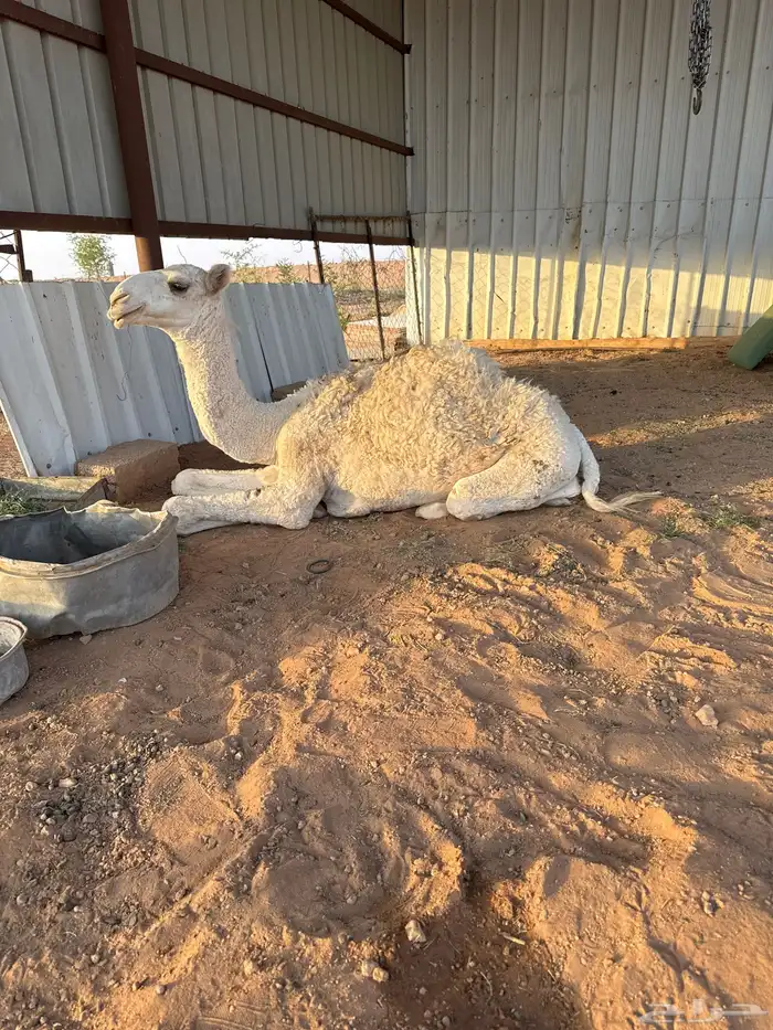 بكره للبيع 1