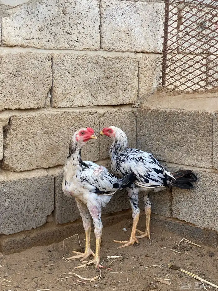 فروخ باكستاني ديوك 2