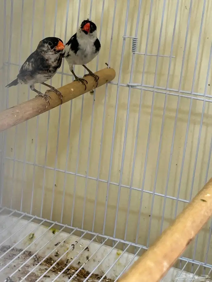 جوز طيور الجنه 2