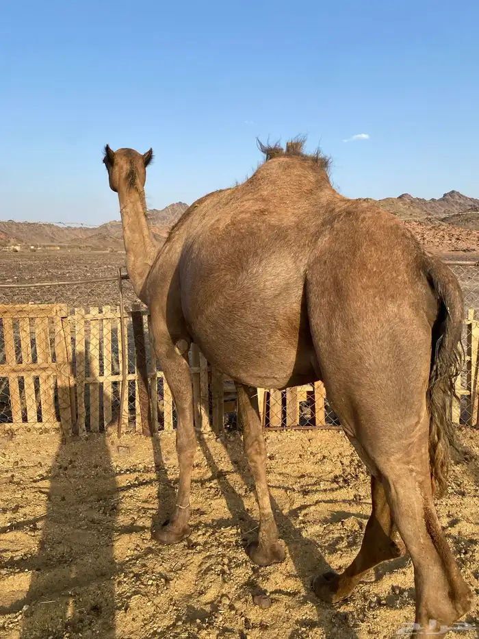 لقحه ملاقي باقيلها حول الشهر الحد5800يبلاش تمم البيعع 3