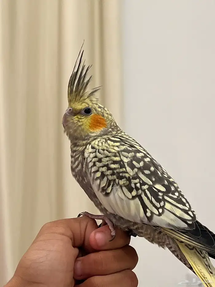 كروان الييف مفطوم 1