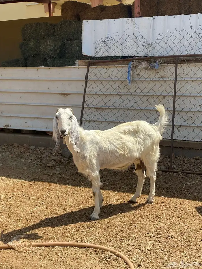 معزاء للبيع 4