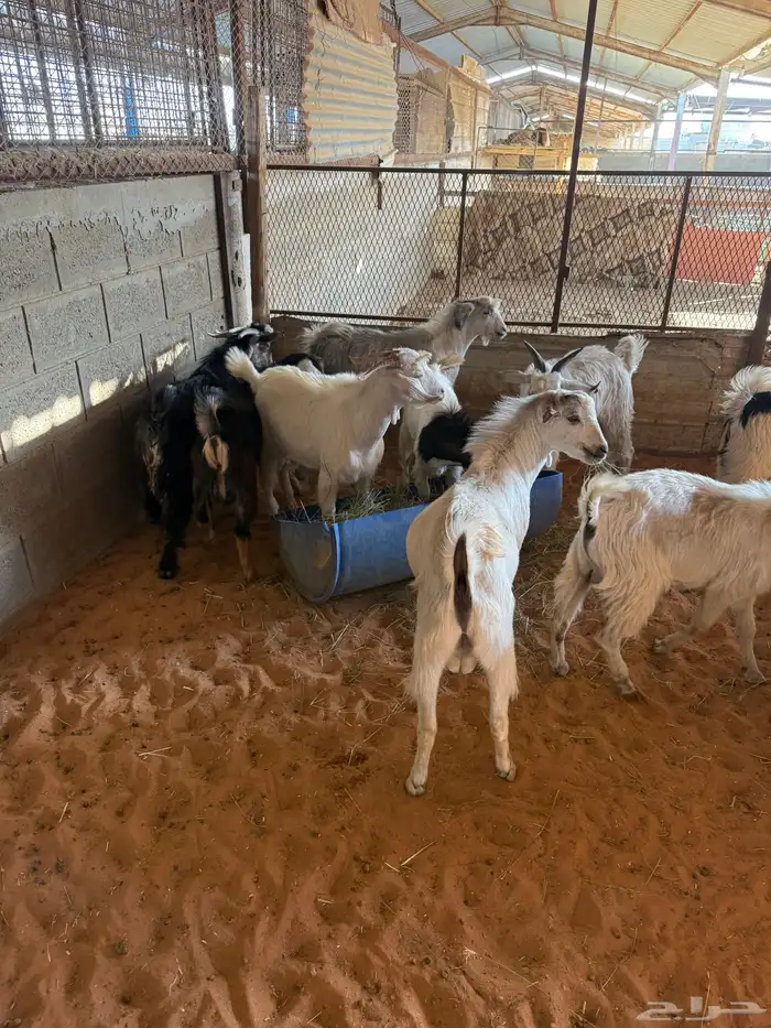 تيوس للبيع شي نظيف 1