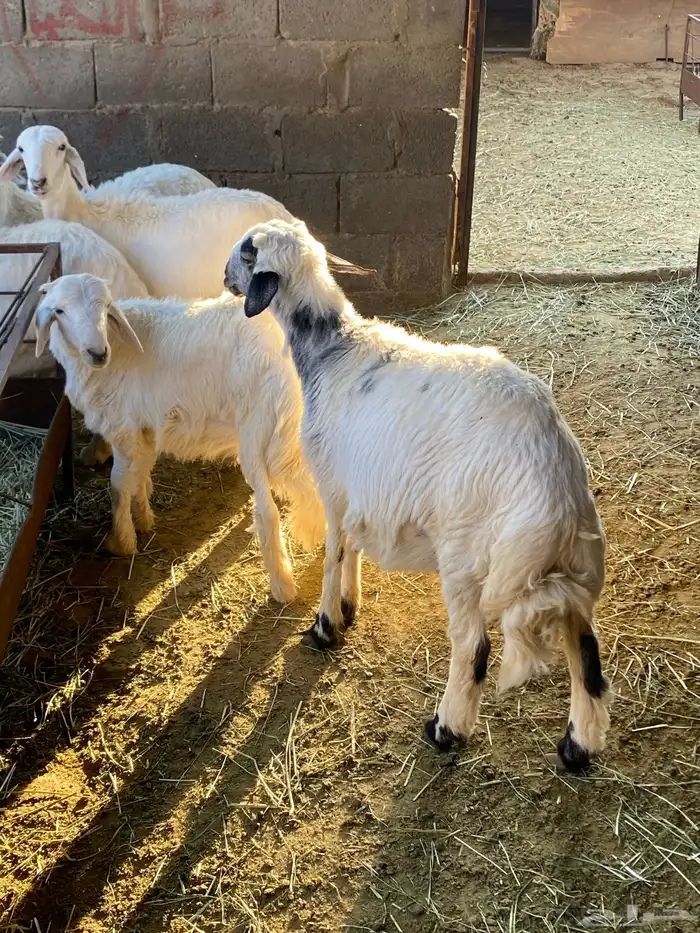 بهم كفو وجرمه كفو وذيوله كفو على الشرط من جميع العذاريب 2