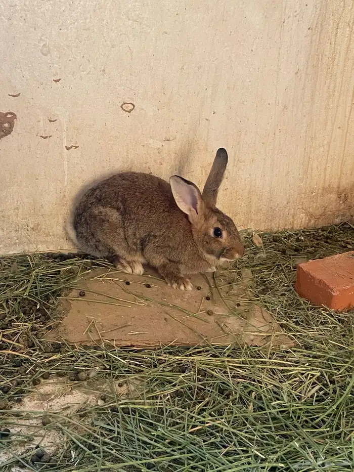 ارانب لبيع العدد 5 ) 3 اناث ) 2 ذكور 2