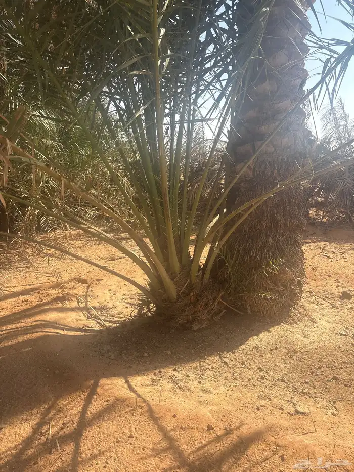 للبيع فروخ النخل 4