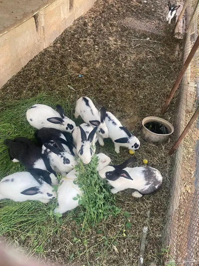 للبيع ارانب هجين بابيون 1