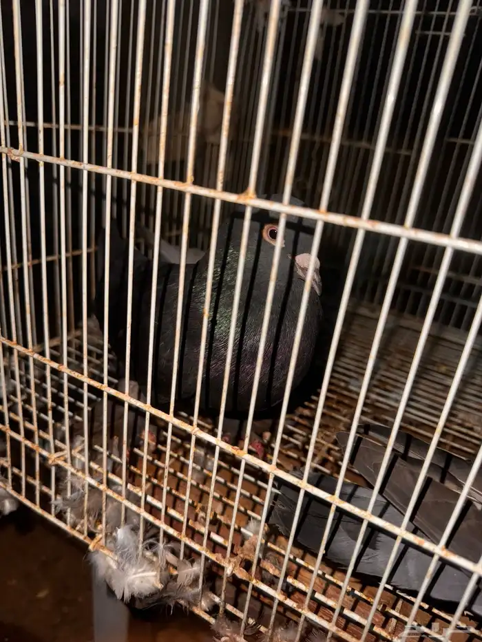 جوز تركي اسود لمعه الزكر معقد صندقه 2