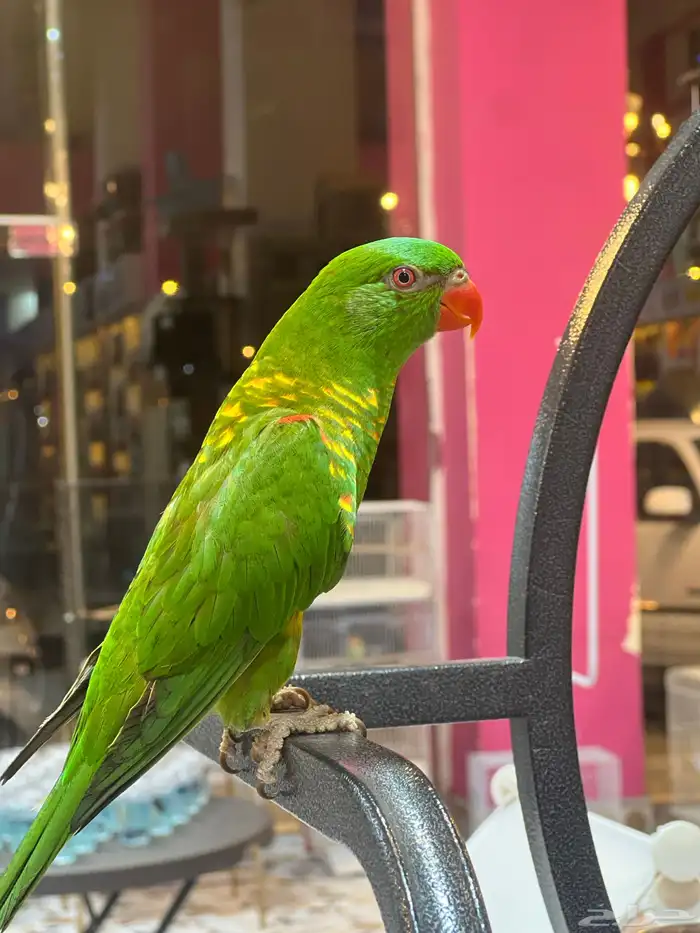 الرياض 4