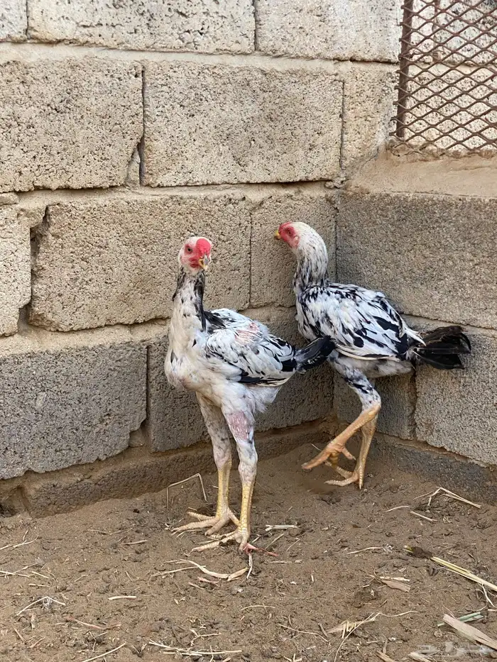 فروخ باكستاني ديوك 3