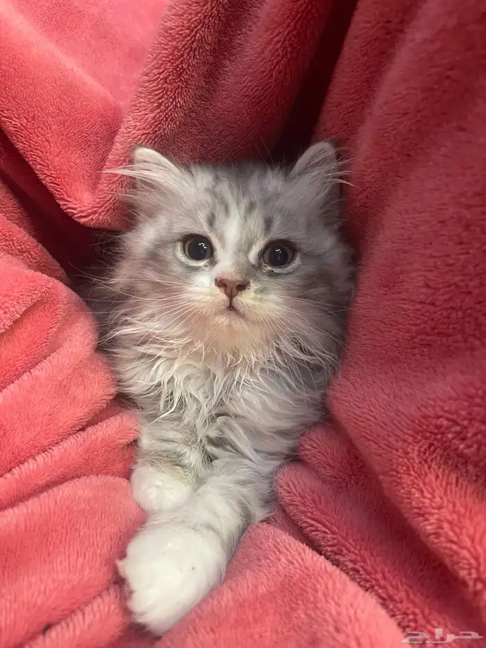 قطط للبيع والتبني 0