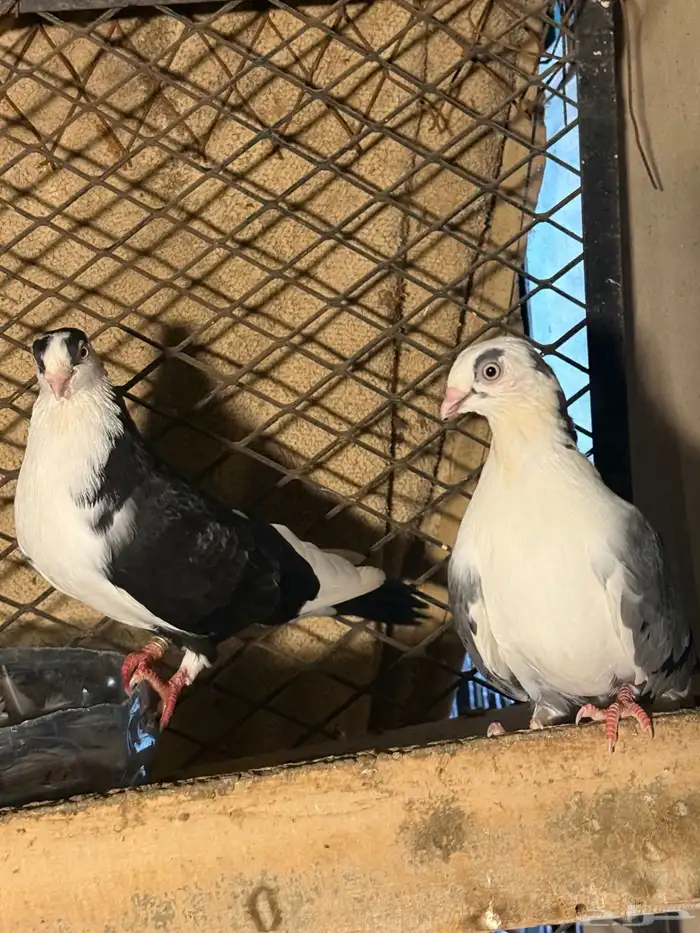 حمام جلستر أزواج 0