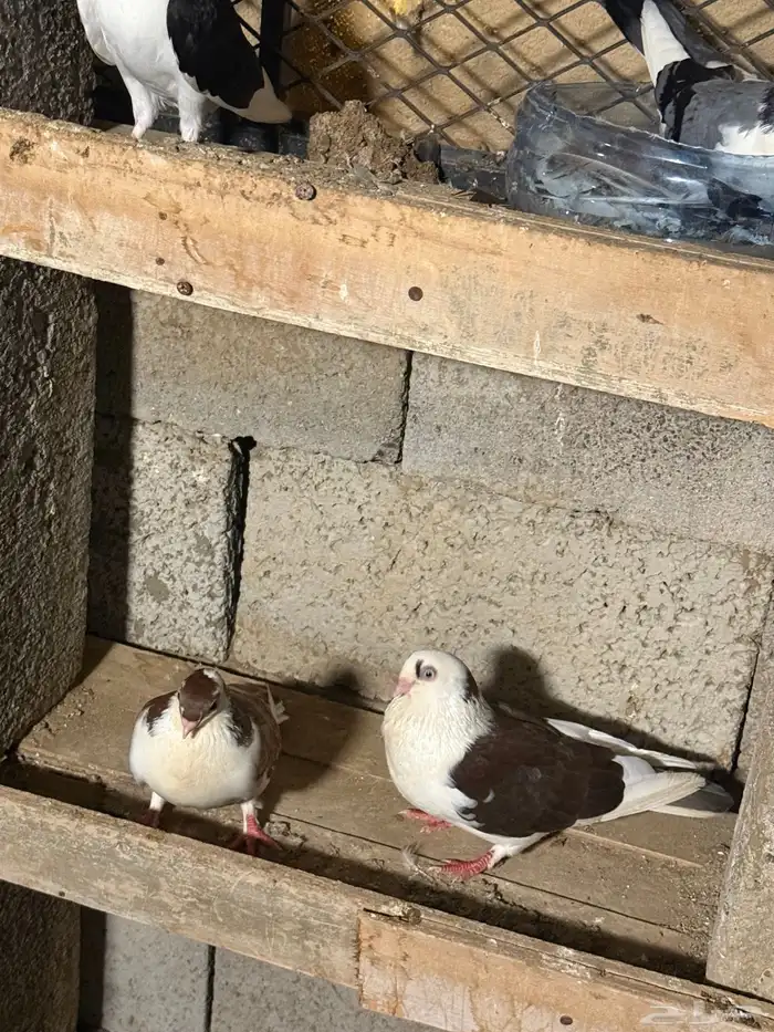 حمام جلستر أزواج 4