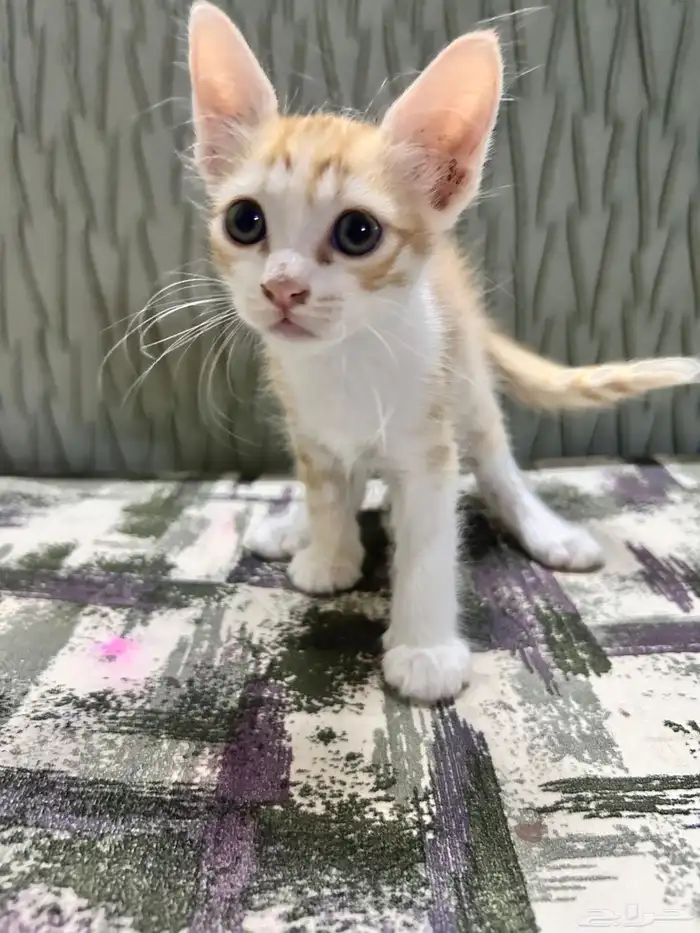قطط صغيره لتبني 2