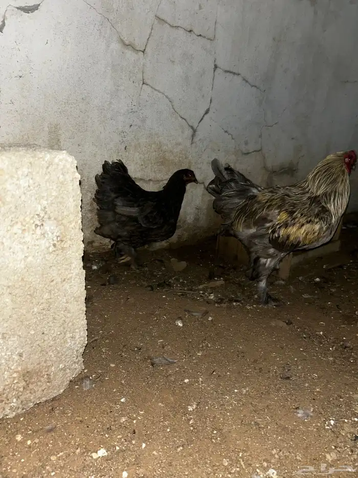 ديكه براهما فرنسي احجام كبيرة 1