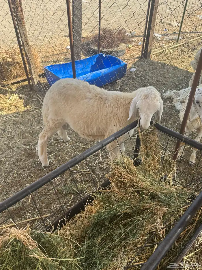 طلي حري تم البيع 1