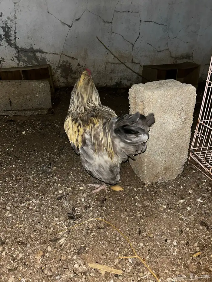 ديكه براهما فرنسي احجام كبيرة 2