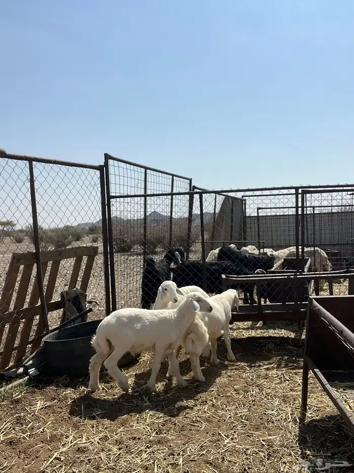 طليان للبيع 0