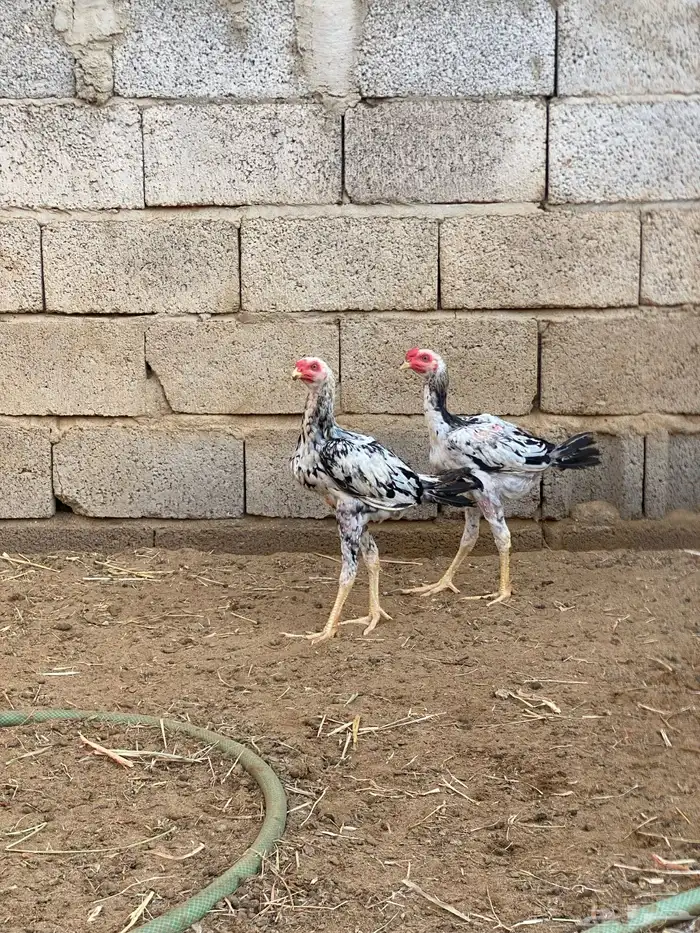 فروخ باكستاني ديوك 1