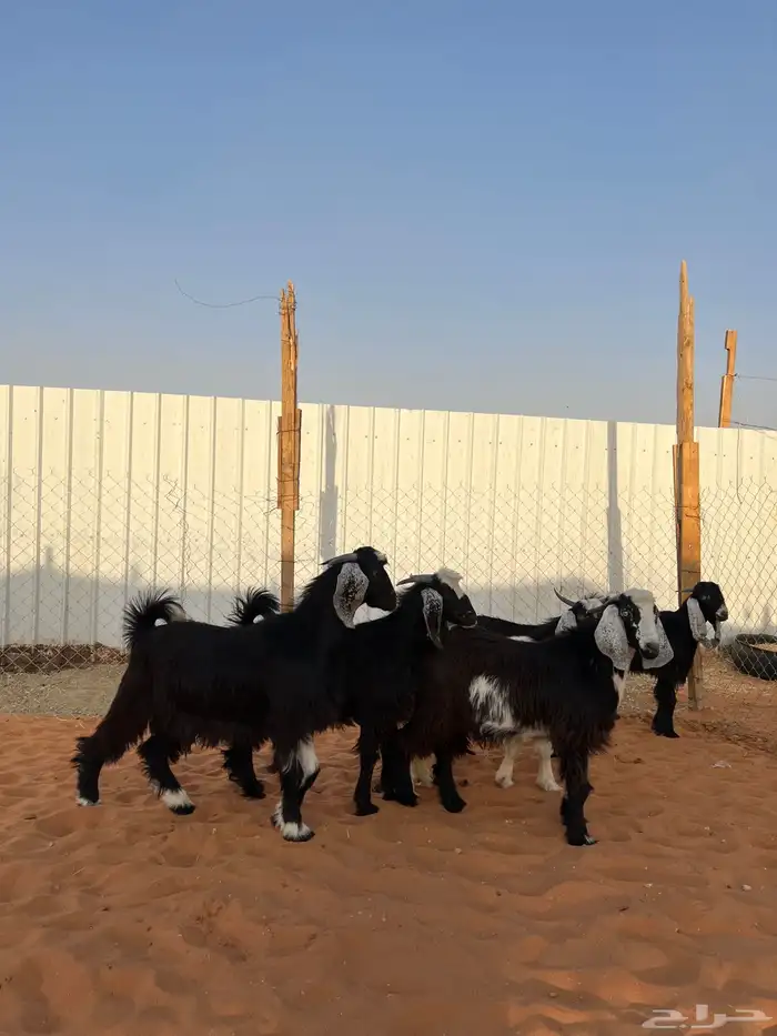 تيوس مخاصي شحم 4